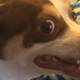 Image for article titled Read this: An interview with the owners of Mister Bubz, angriest dog on the internet